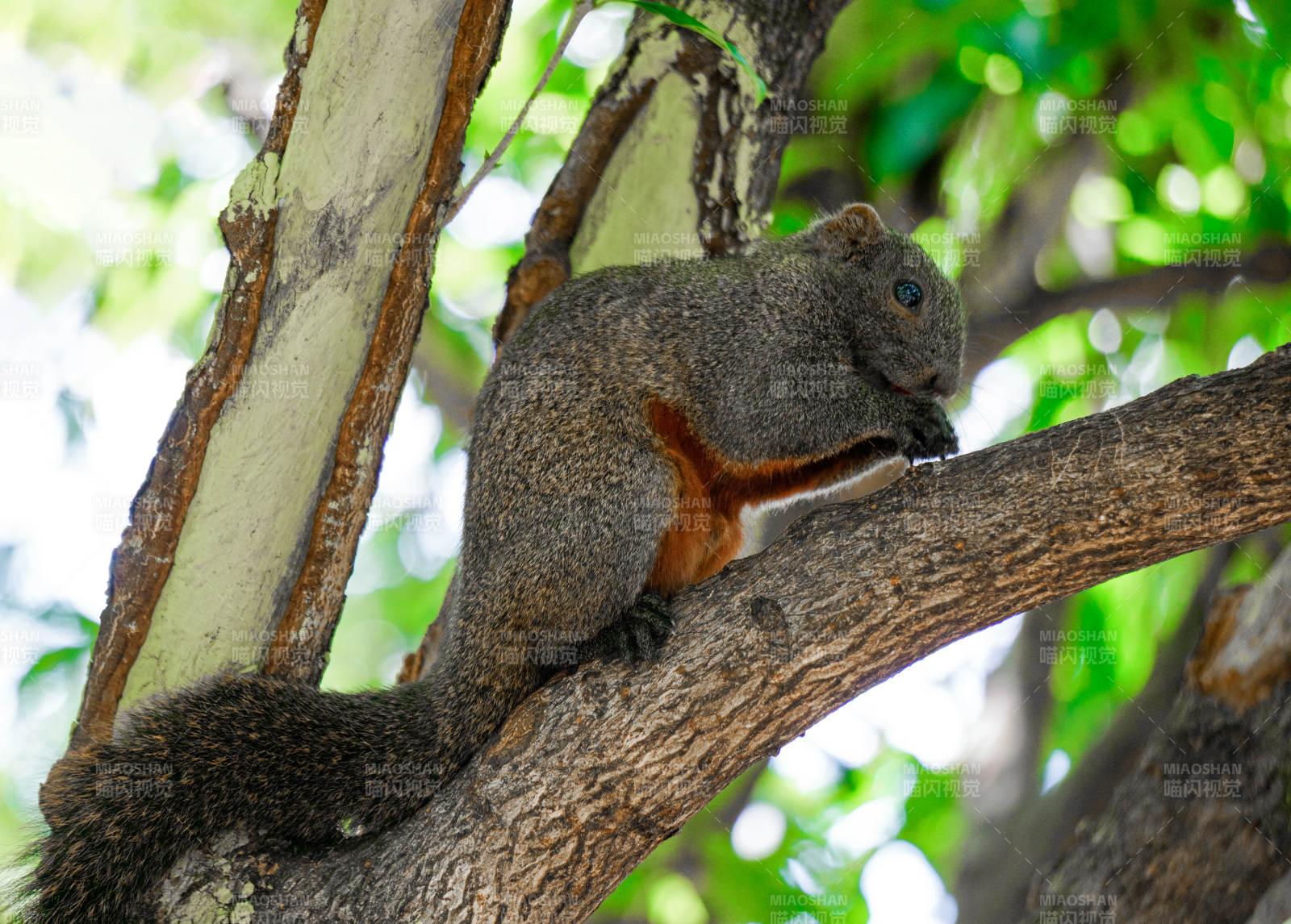 树上松鼠啃食图片