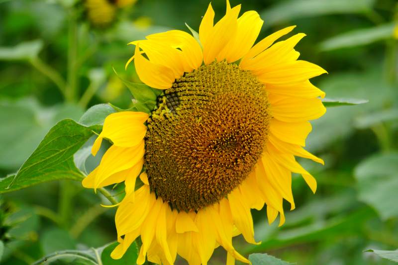 向日葵绽放图片