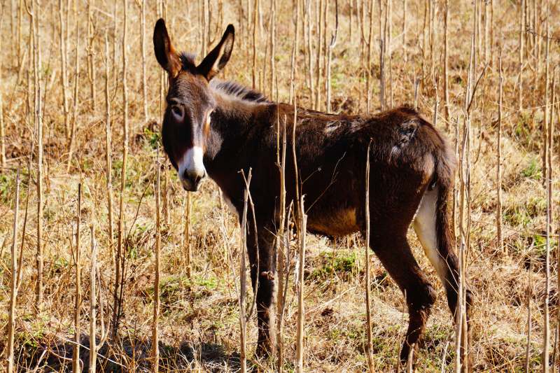 田野中的小驴图片