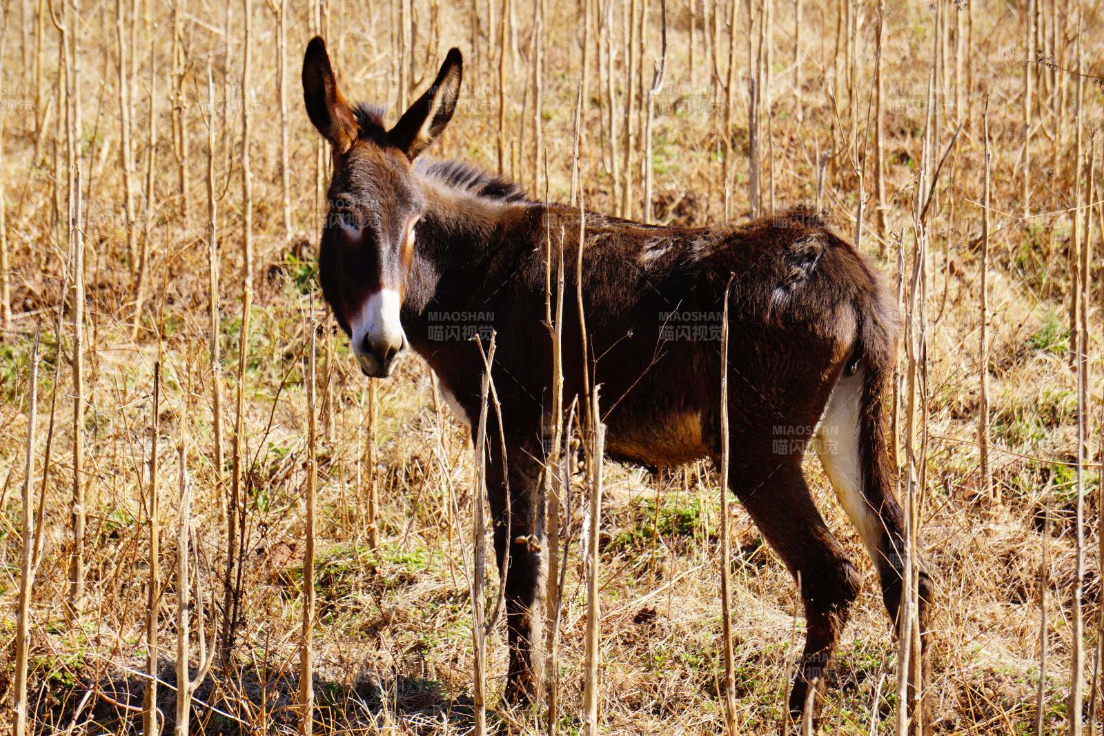 田野中的小驴图片