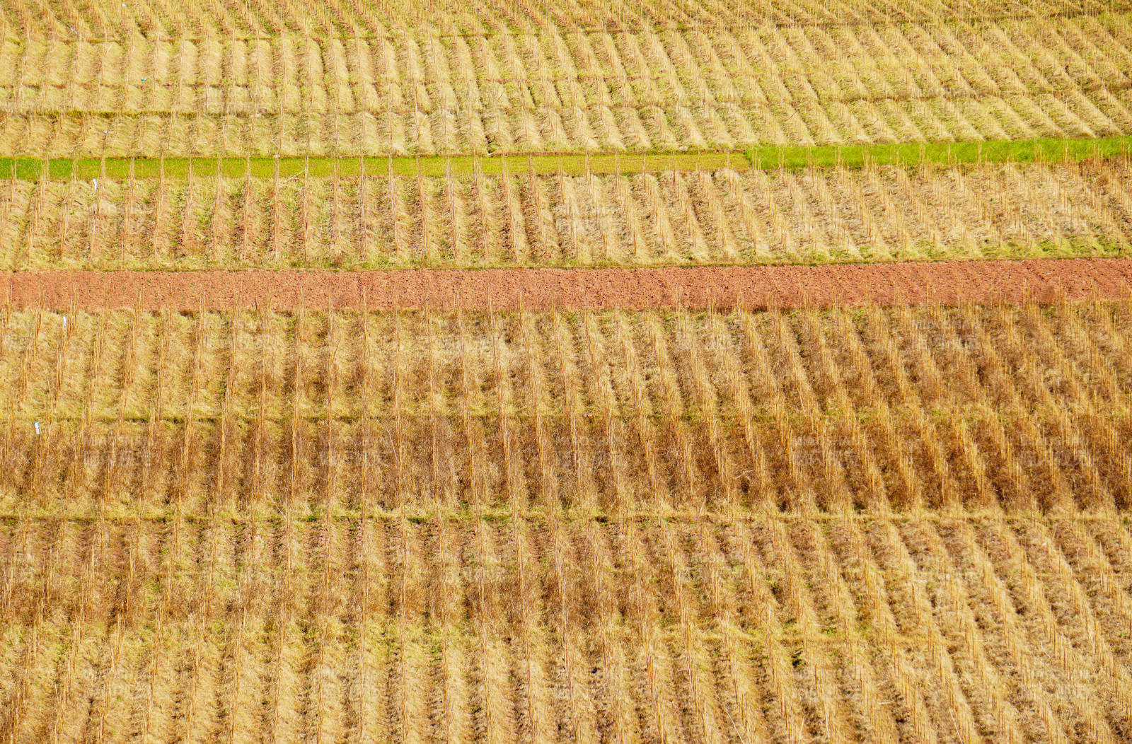 云南楚雄金黄稻田图片