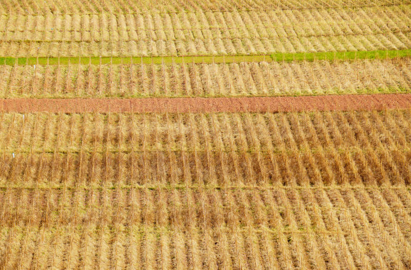 云南楚雄金黄稻田图片