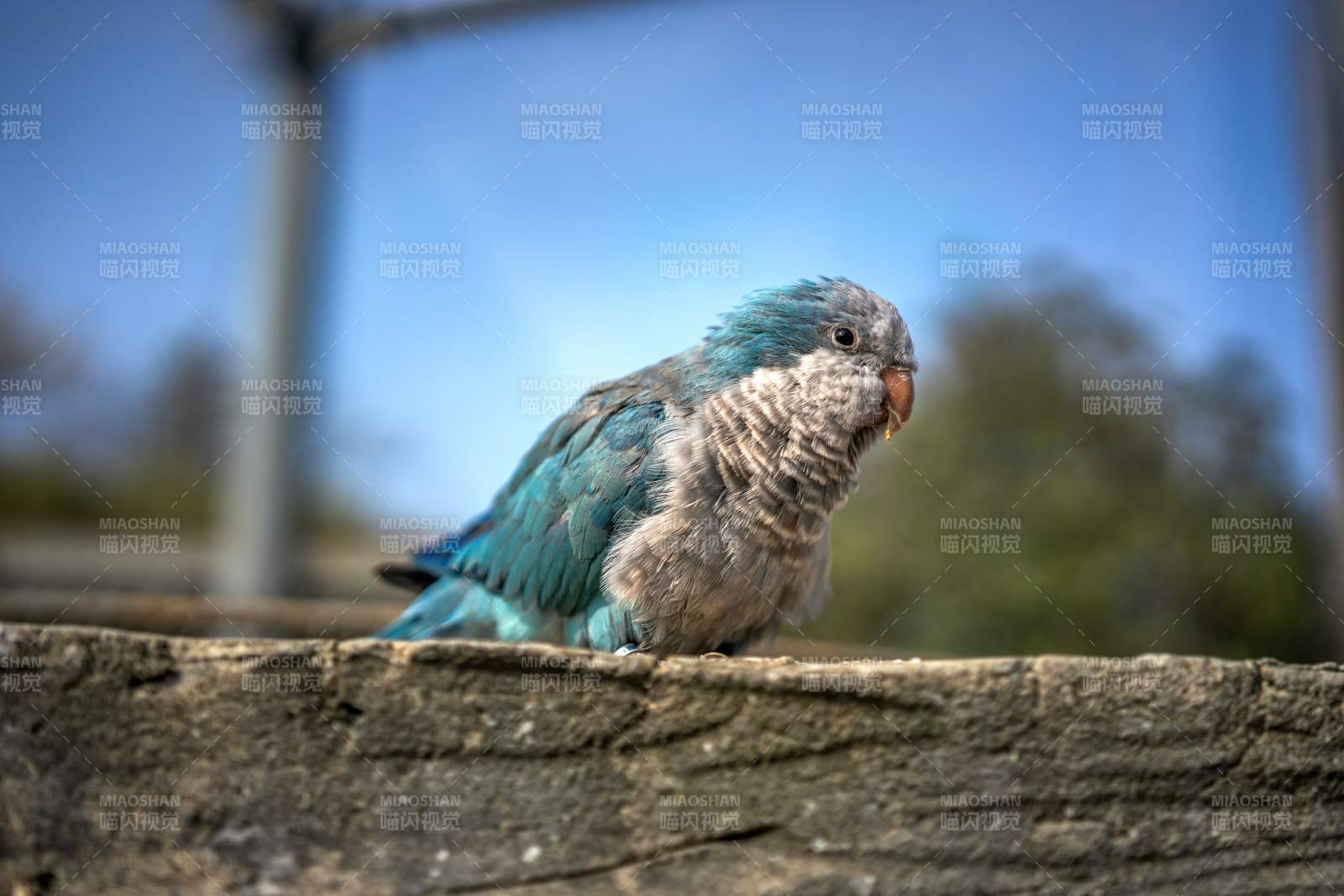 蓝羽鹦鹉栖木上图片