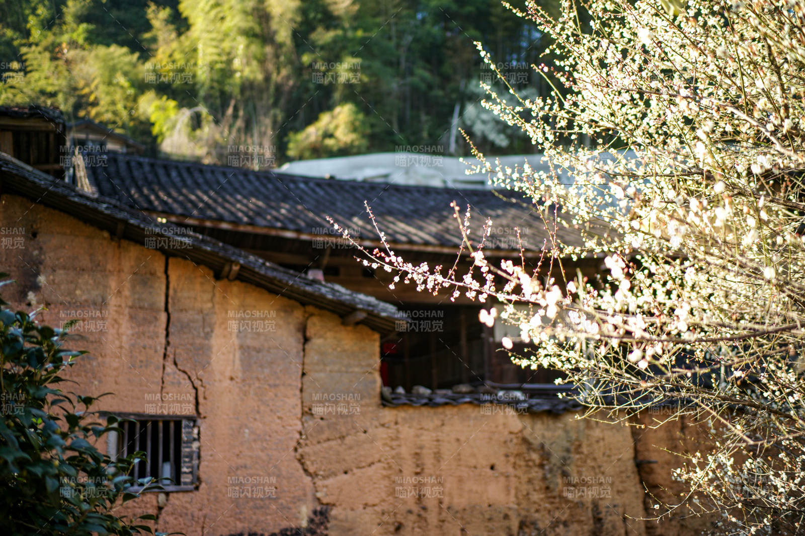 福安廉岭古屋春樱图片