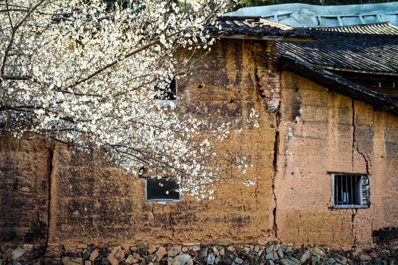 福安廉岭古屋春樱图片