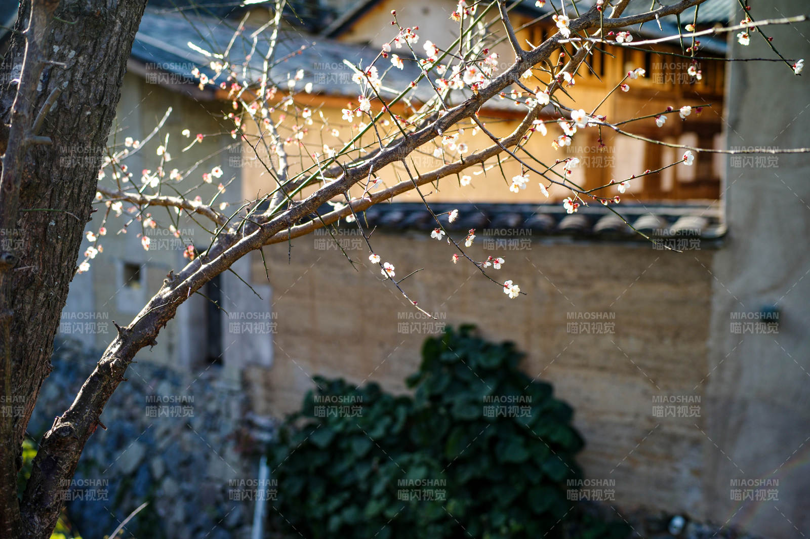福安廉岭梅枝映古屋图片