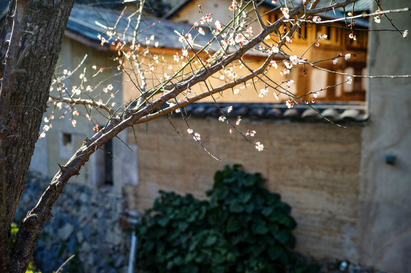 福安廉岭梅枝映古屋图片