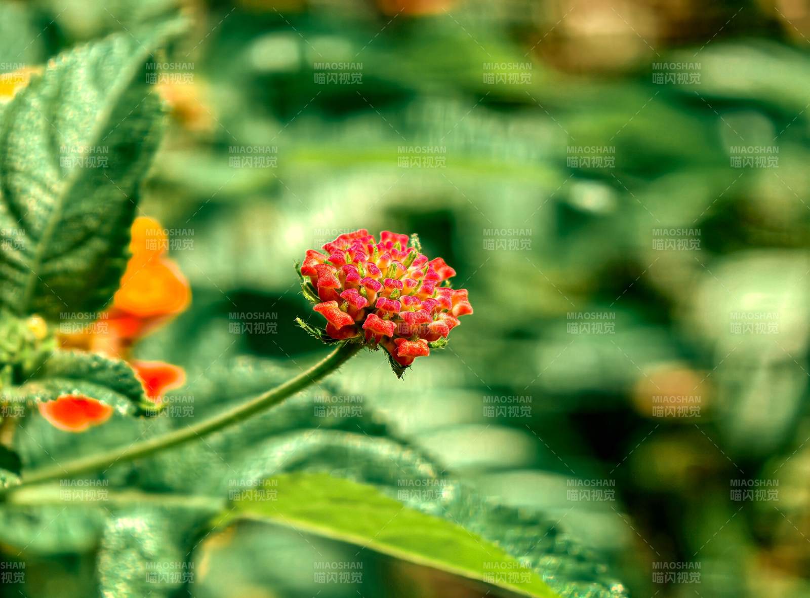 红花绿叶相映成趣图片
