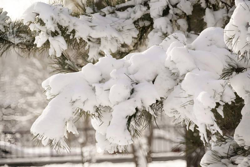 雪覆松枝图片