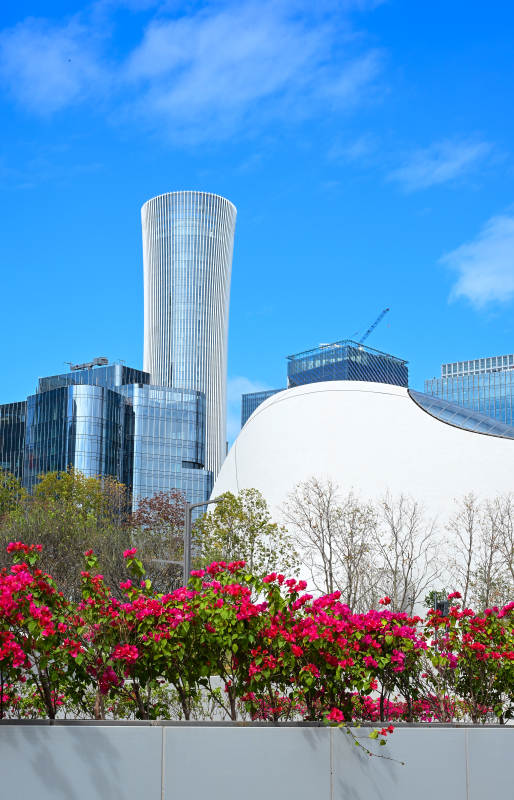 蓝天白云下的深圳现代城市建筑群与花卉景观图片