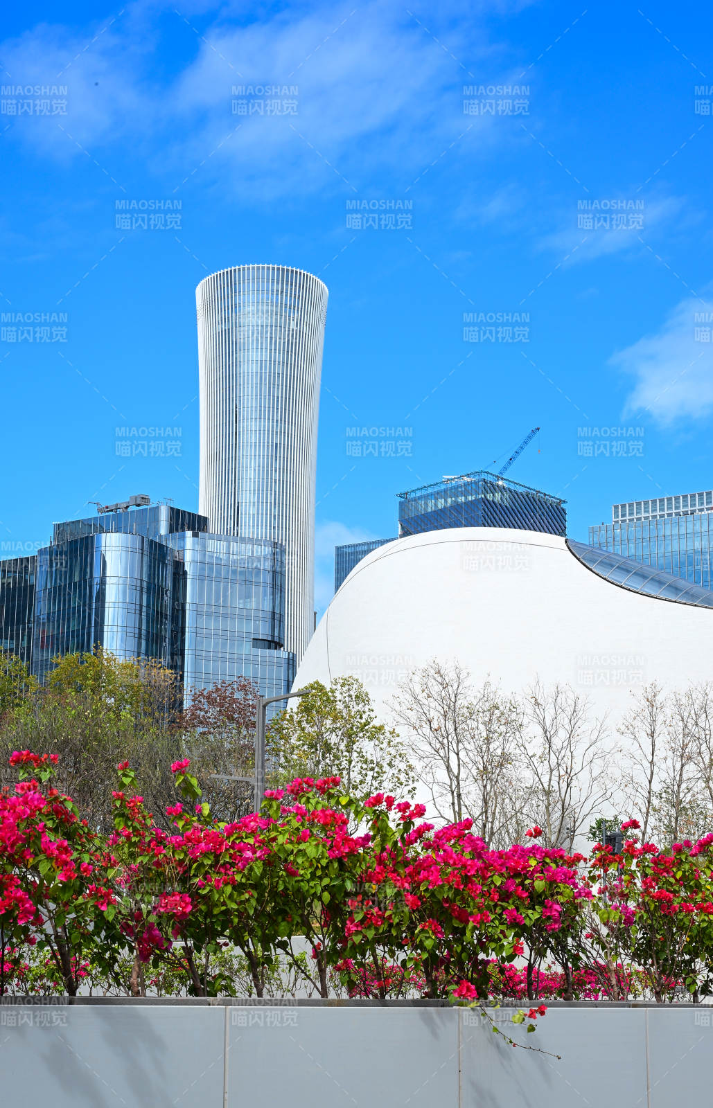 蓝天白云下的深圳现代城市建筑群与花卉景观图片