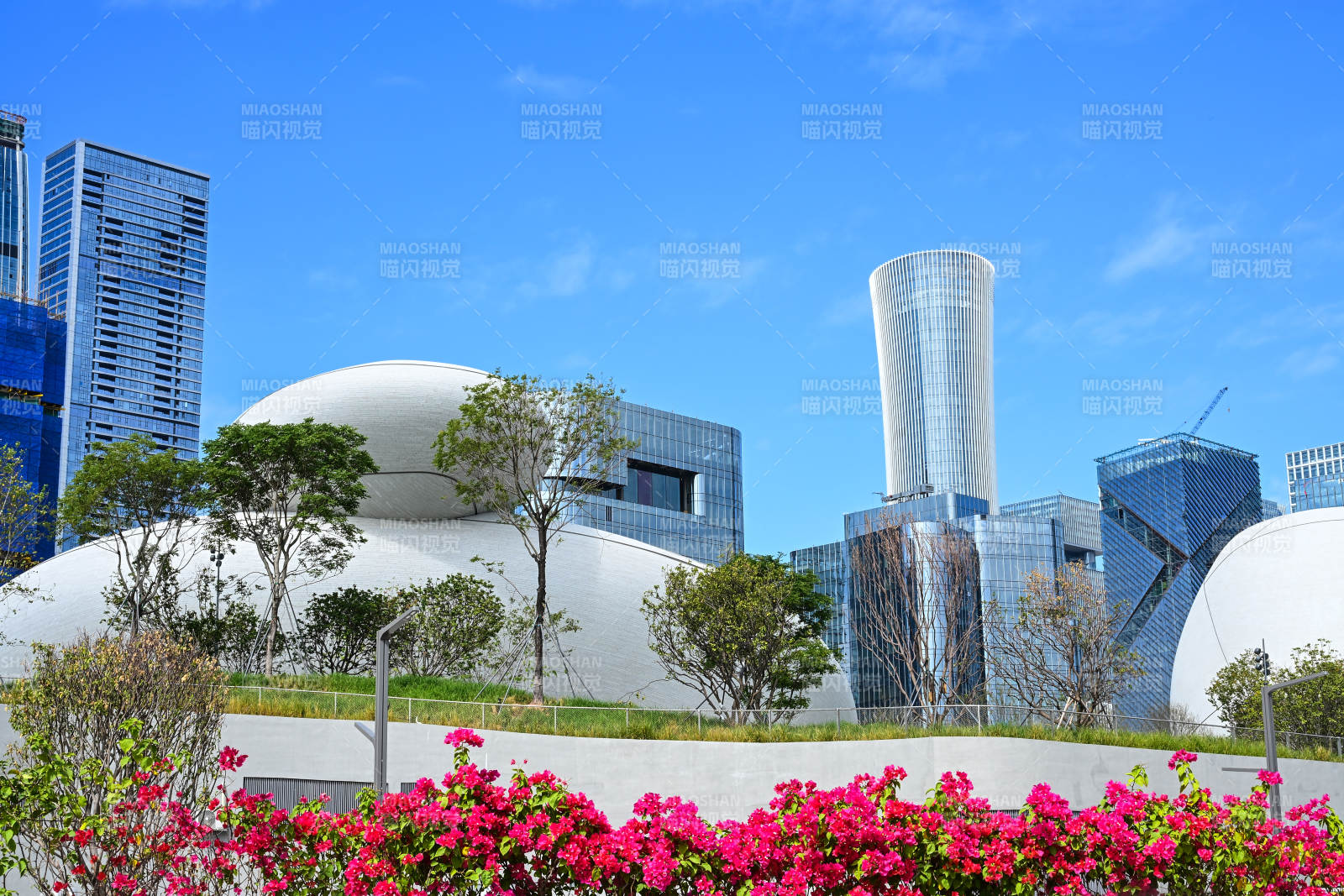 蓝天白云下的深圳现代城市建筑群与花卉景观图片