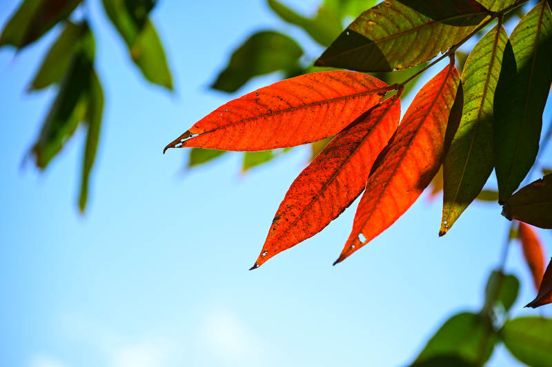 阳光下的红色树叶特写图片