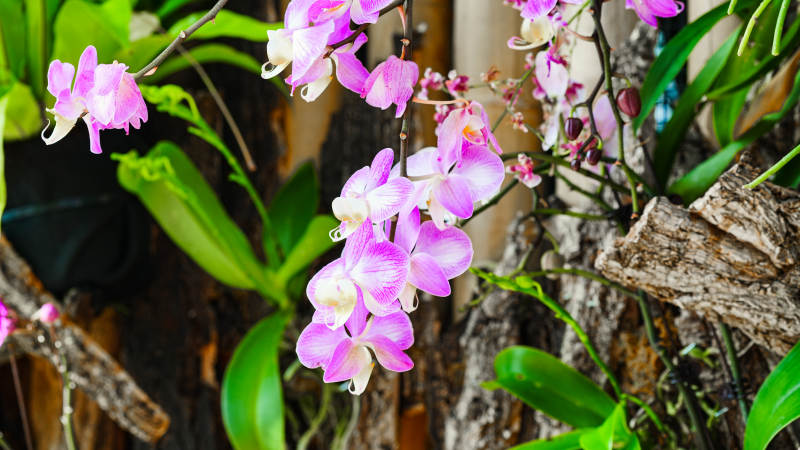 紫白兰花绽放枝头图片