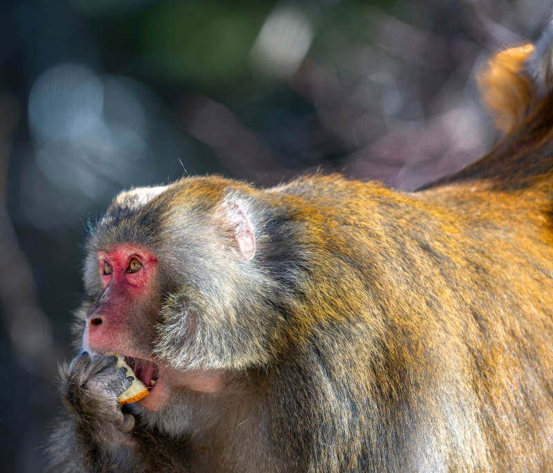 猕猴啃食果实图片