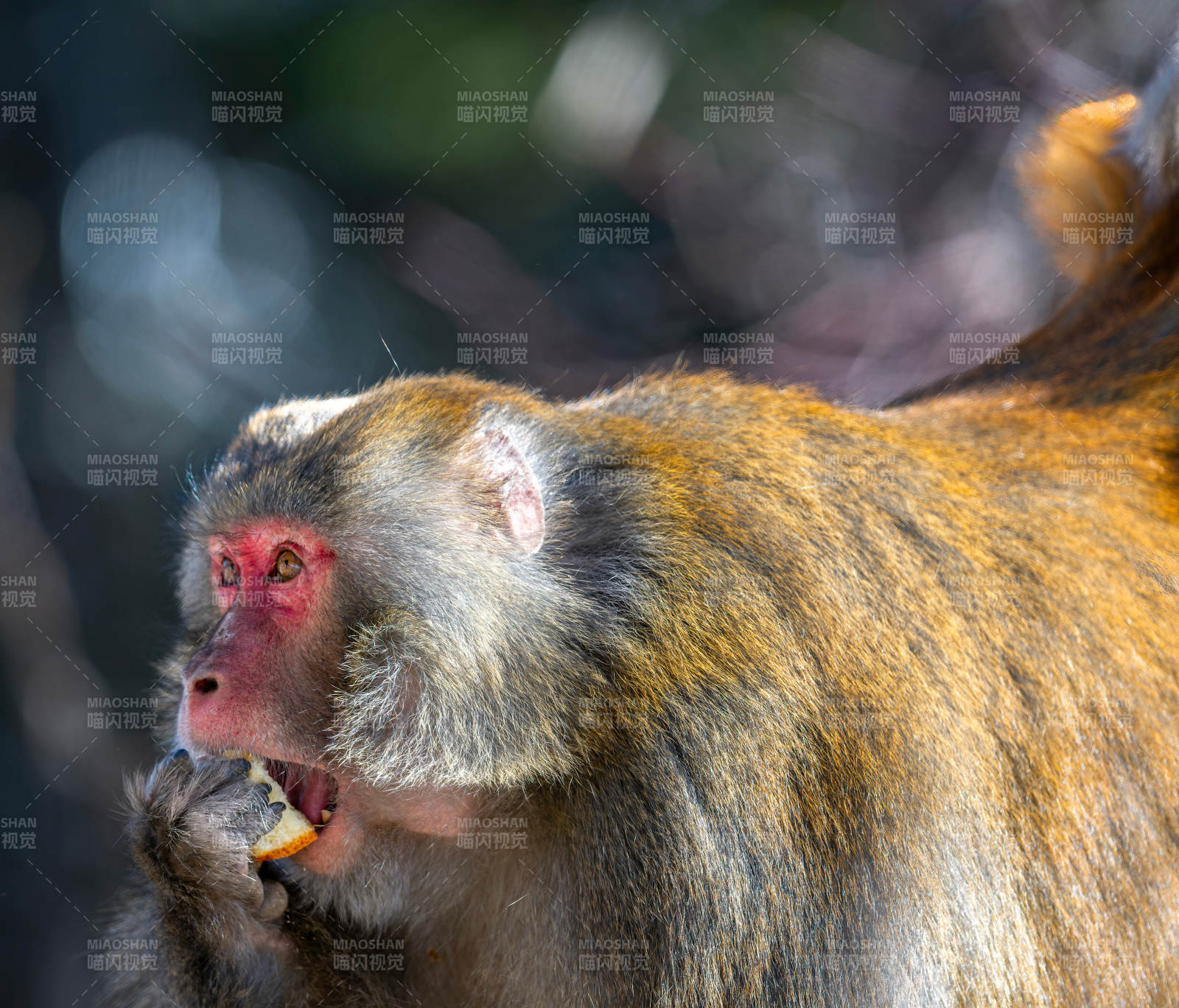 猕猴啃食果实图片