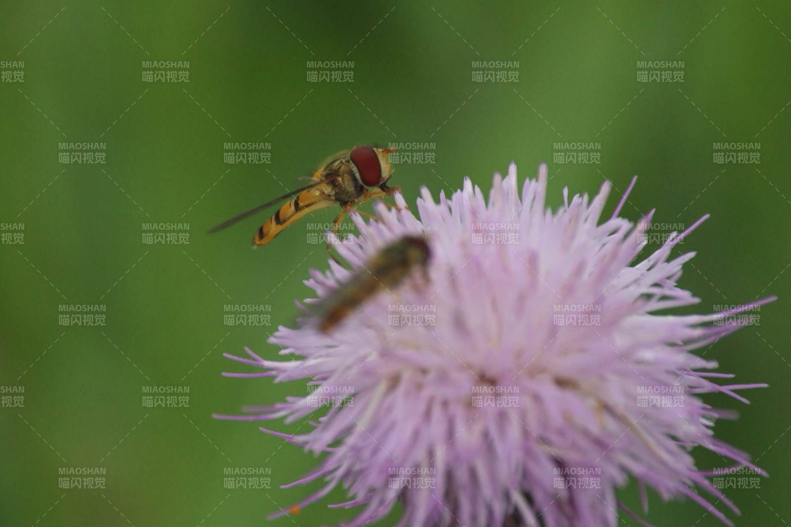 花上飞舞的蜜蜂图片