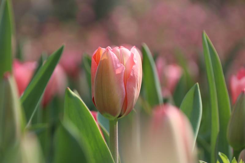 粉红郁金香绽放图片