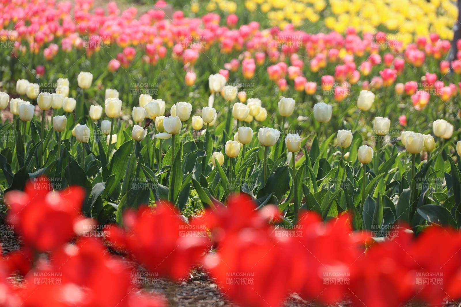 五彩郁金香花海图片