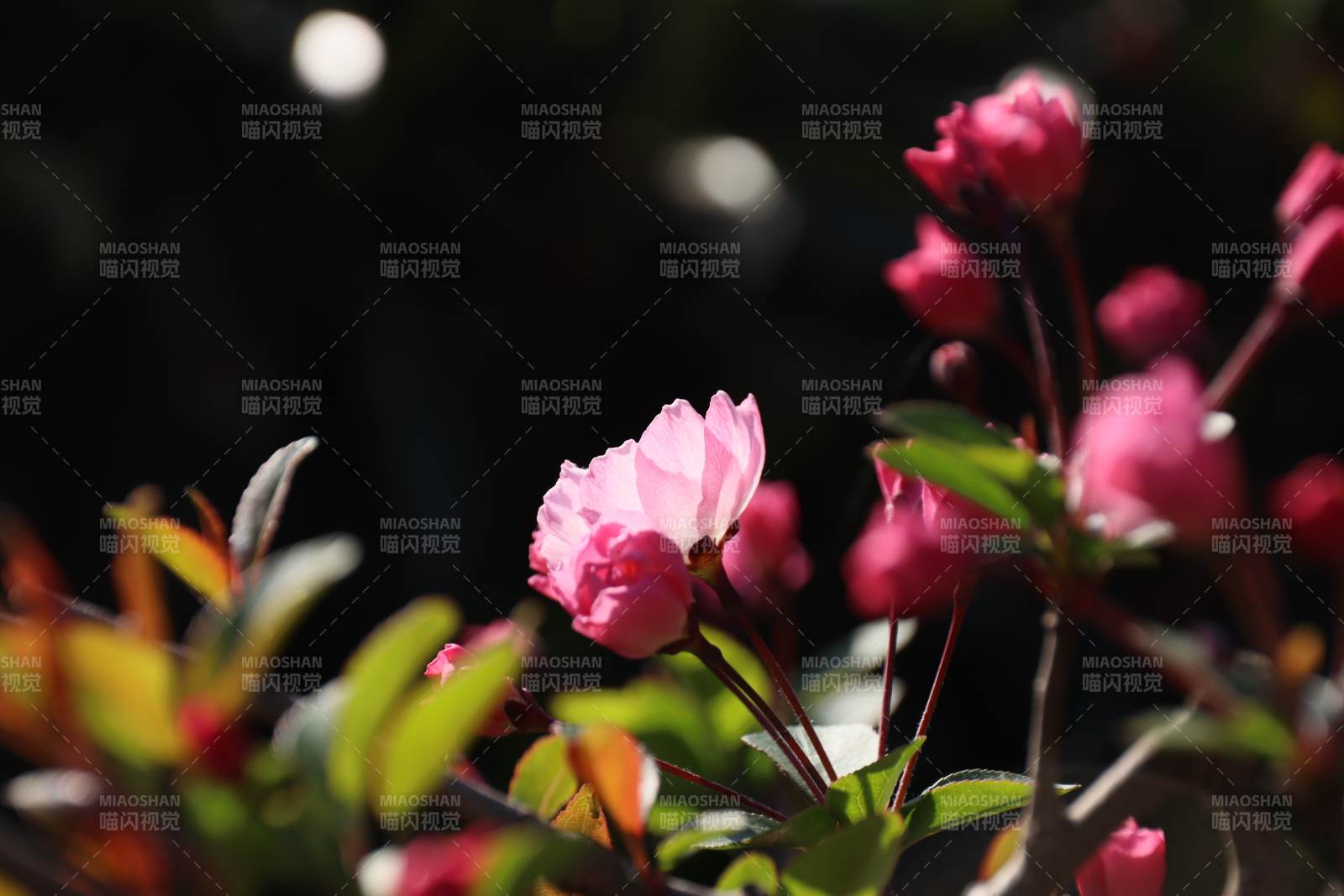 春日海棠 南京玄武湖图片