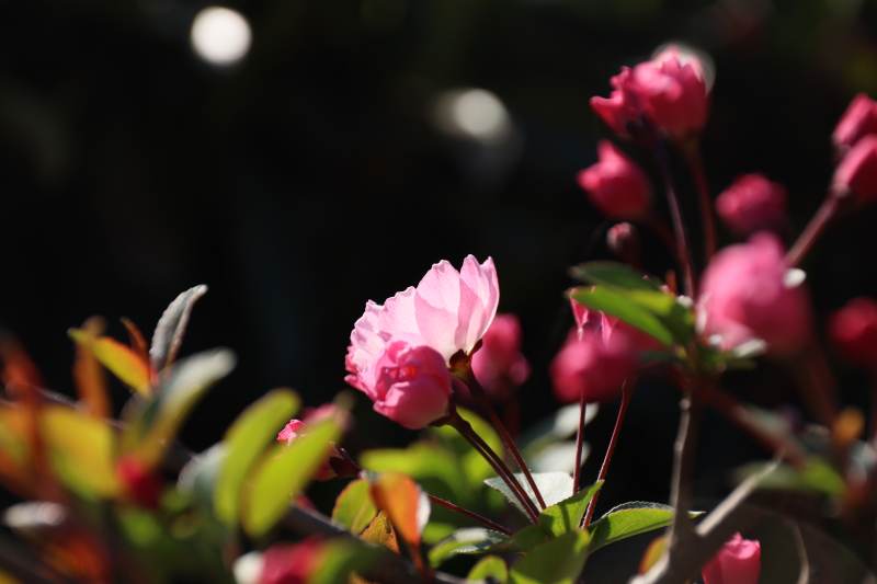 春日海棠 南京玄武湖图片