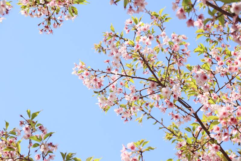 樱花绽放 春意盎然 南京玄武湖樱洲图片