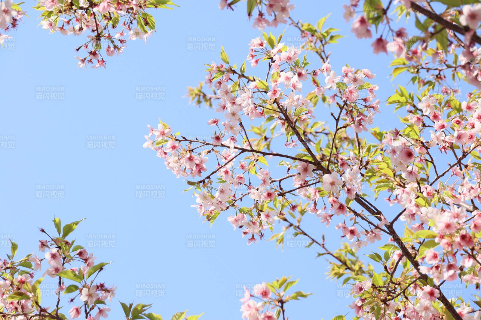 樱花绽放 春意盎然 南京玄武湖樱洲图片