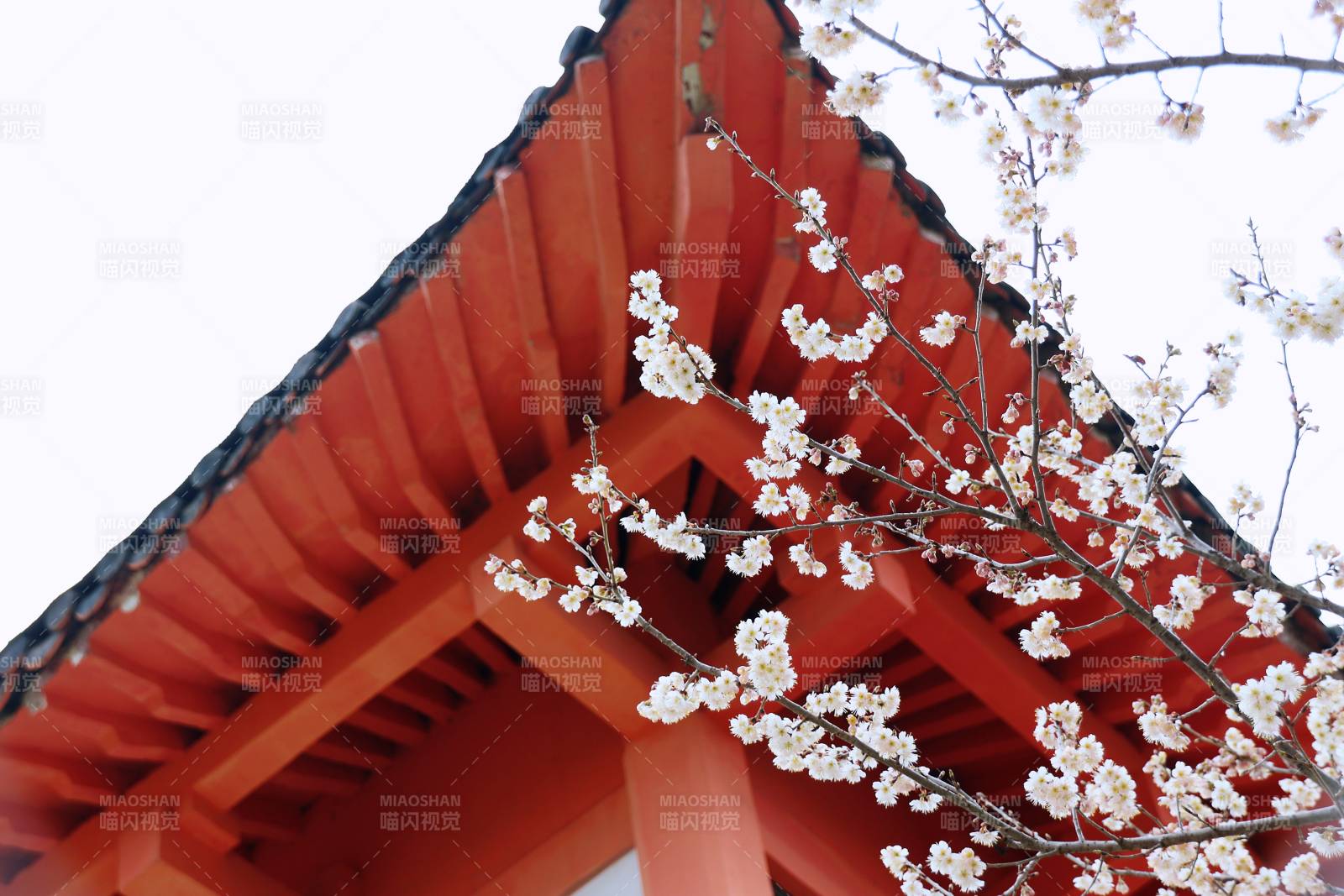 樱花与红檐 南京玄武湖樱洲图片