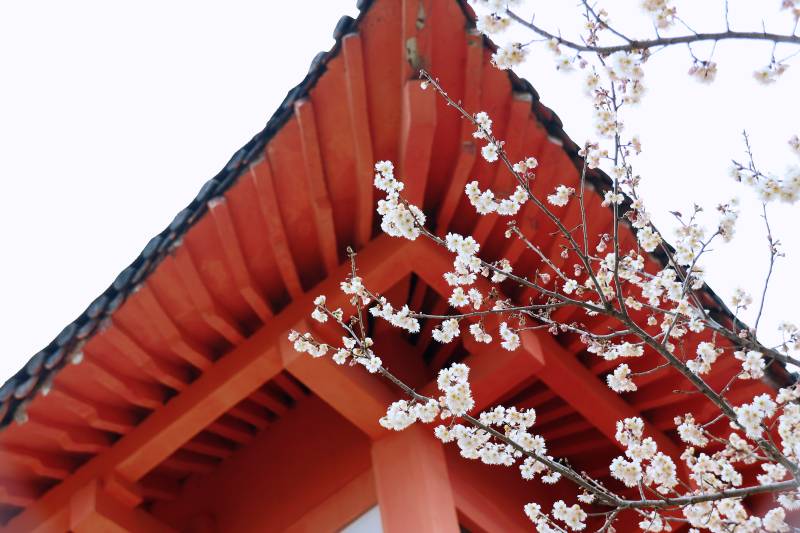 樱花与红檐 南京玄武湖樱洲图片