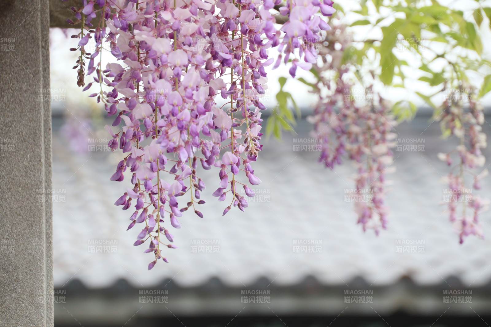 紫藤花架。南京玄武湖粱州图片