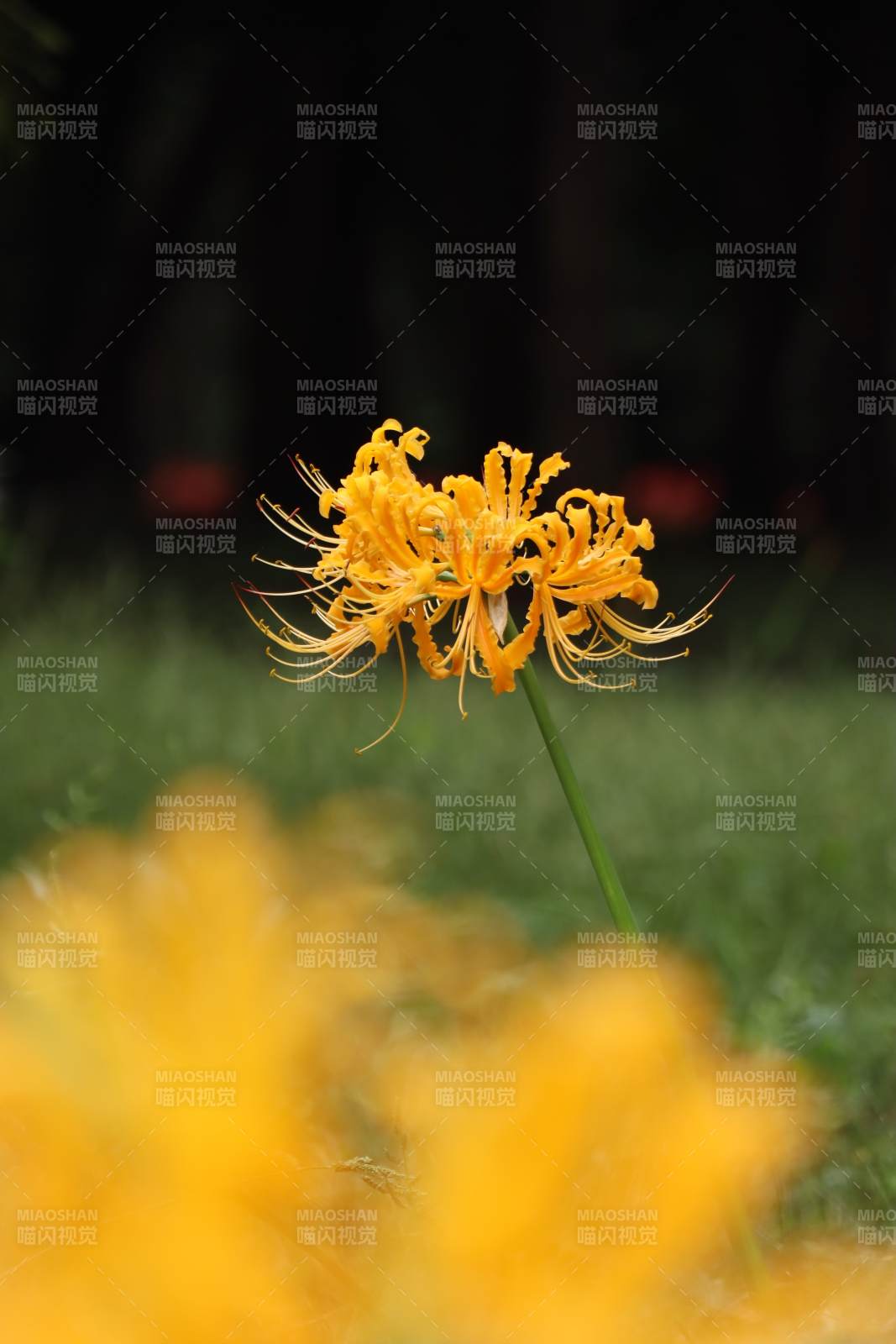 金秋彼岸花绽放图片