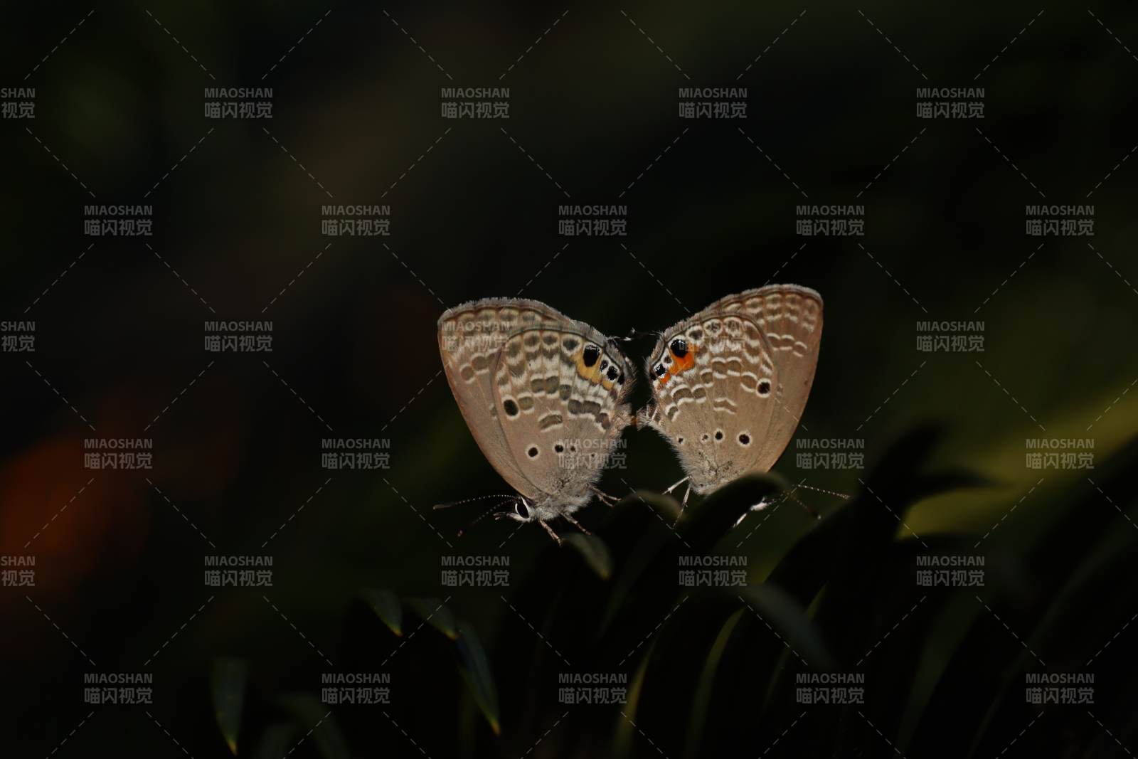 蝶影双飞 南京中山植物园图片