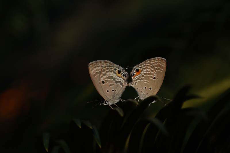 蝶影双飞 南京中山植物园图片