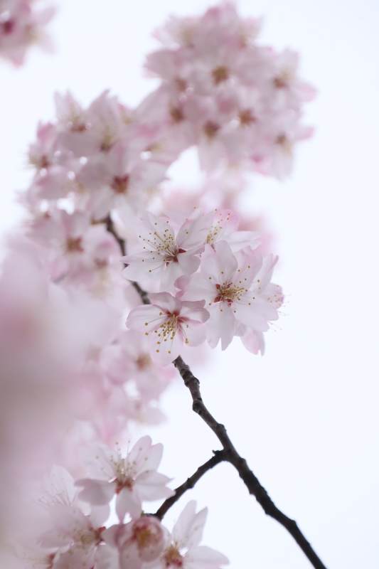 樱花 南京玄武湖图片