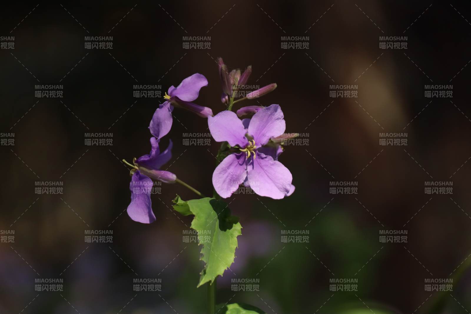 二月兰 南京玄武湖图片