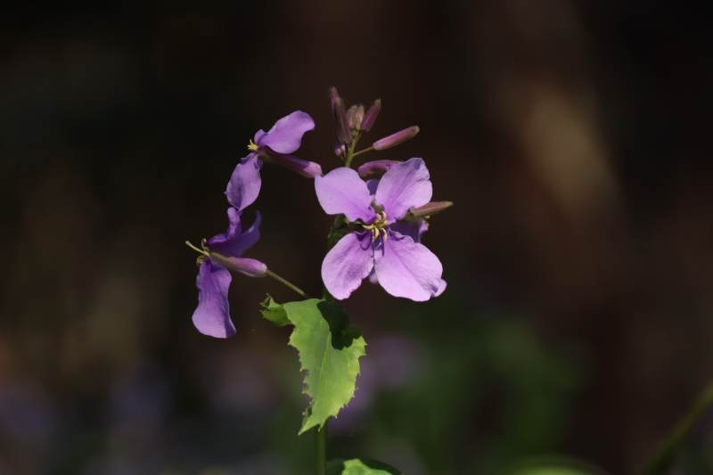 二月兰 南京玄武湖图片