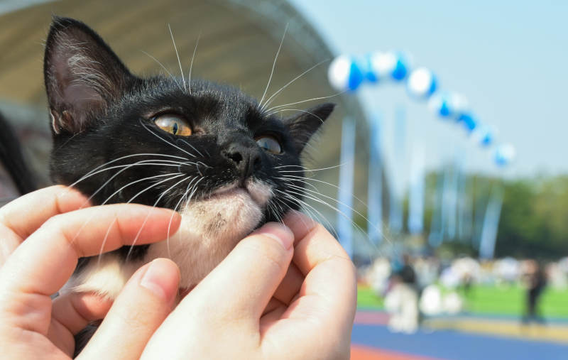 黑猫被轻柔抚摸图片