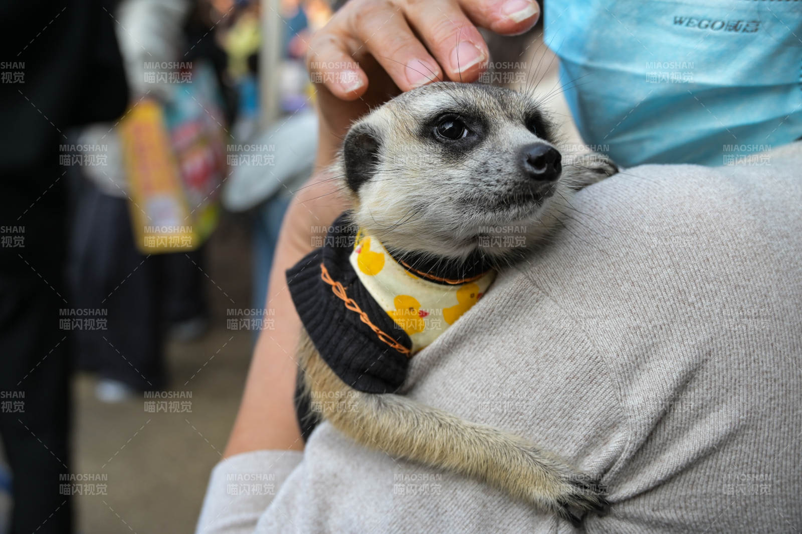 萌宠狐獴穿小衣图片