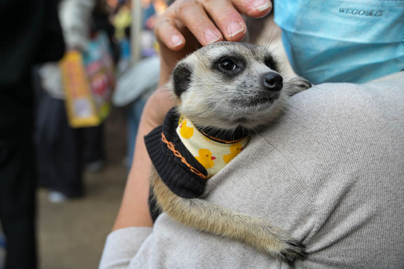 萌宠狐獴穿小衣图片