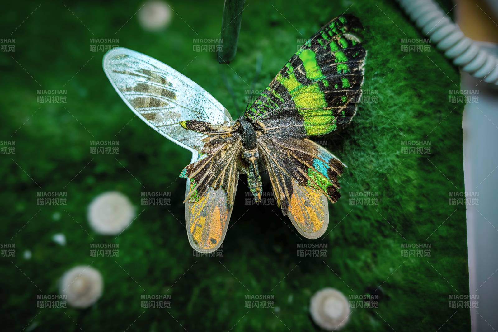 彩蝶栖绿叶图片