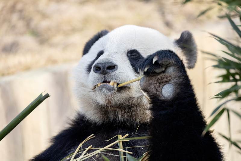 熊猫啃竹子图片