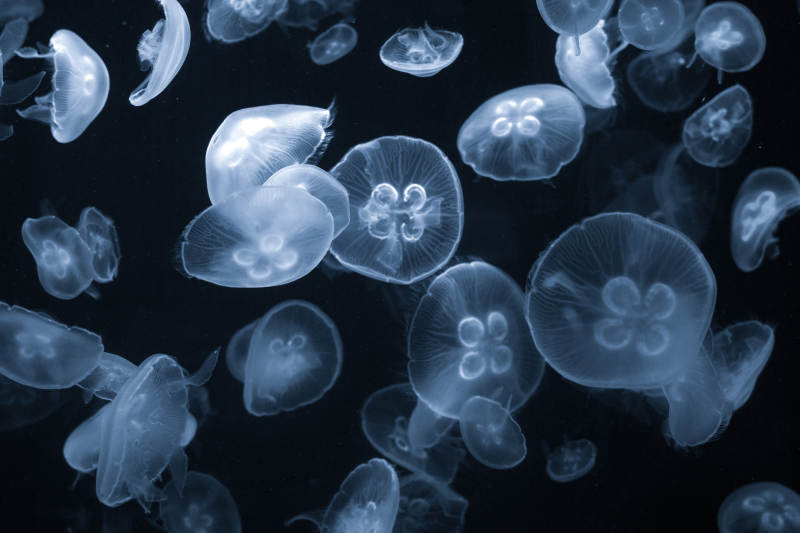 梦幻水母群游图片