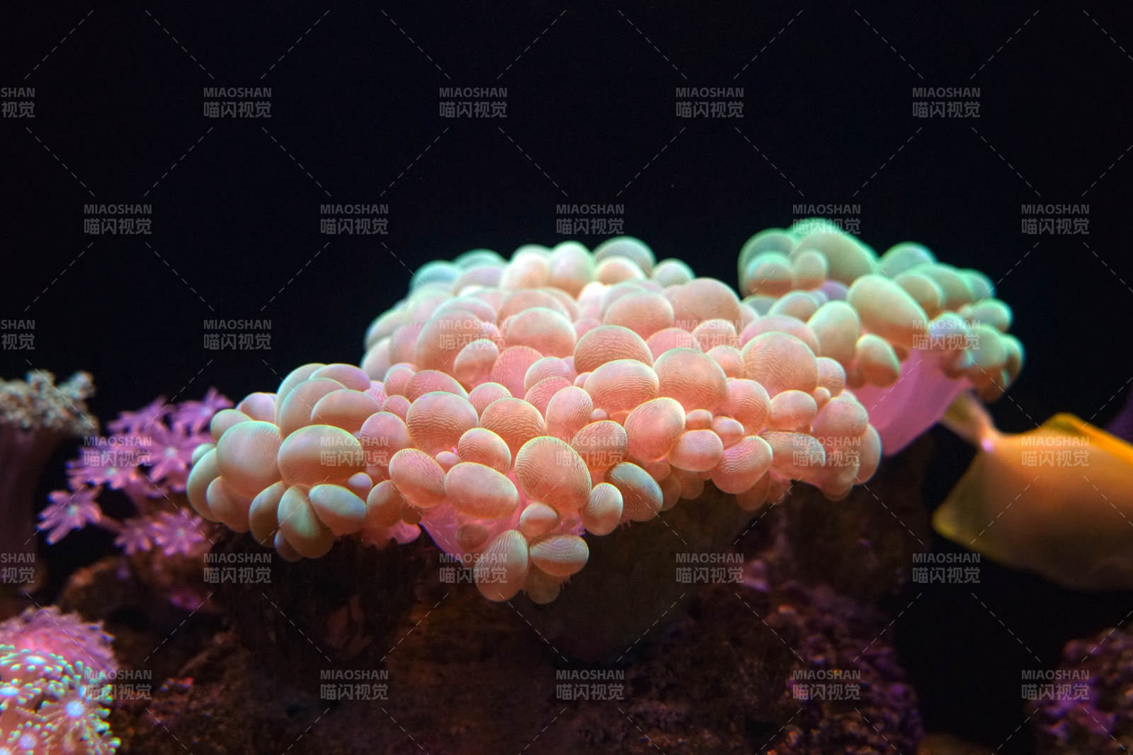 珊瑚礁的奇妙世界图片