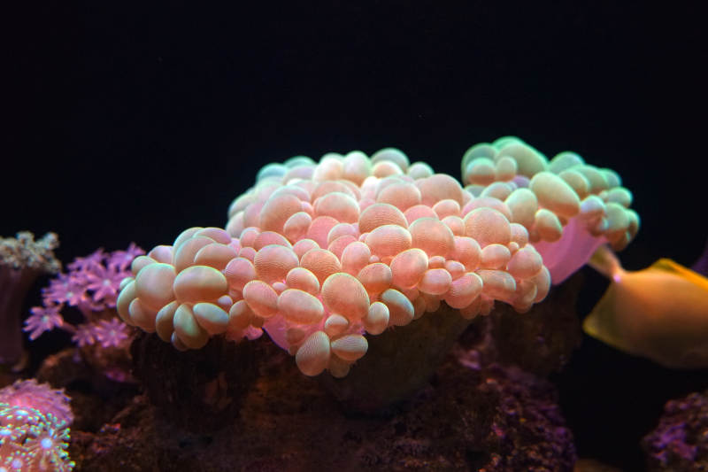 珊瑚礁的奇妙世界图片