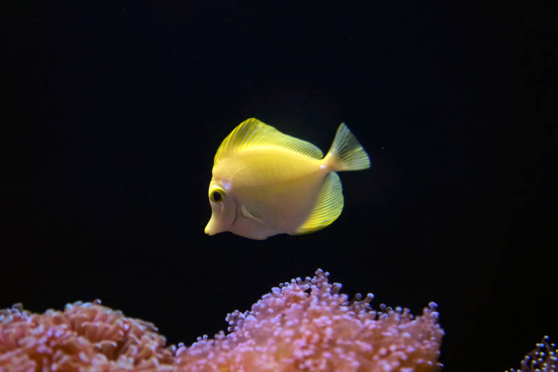 黄鱼游弋珊瑚间图片