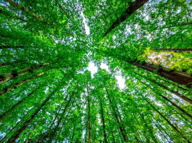 仰望森林绿意盎然 浙江图片