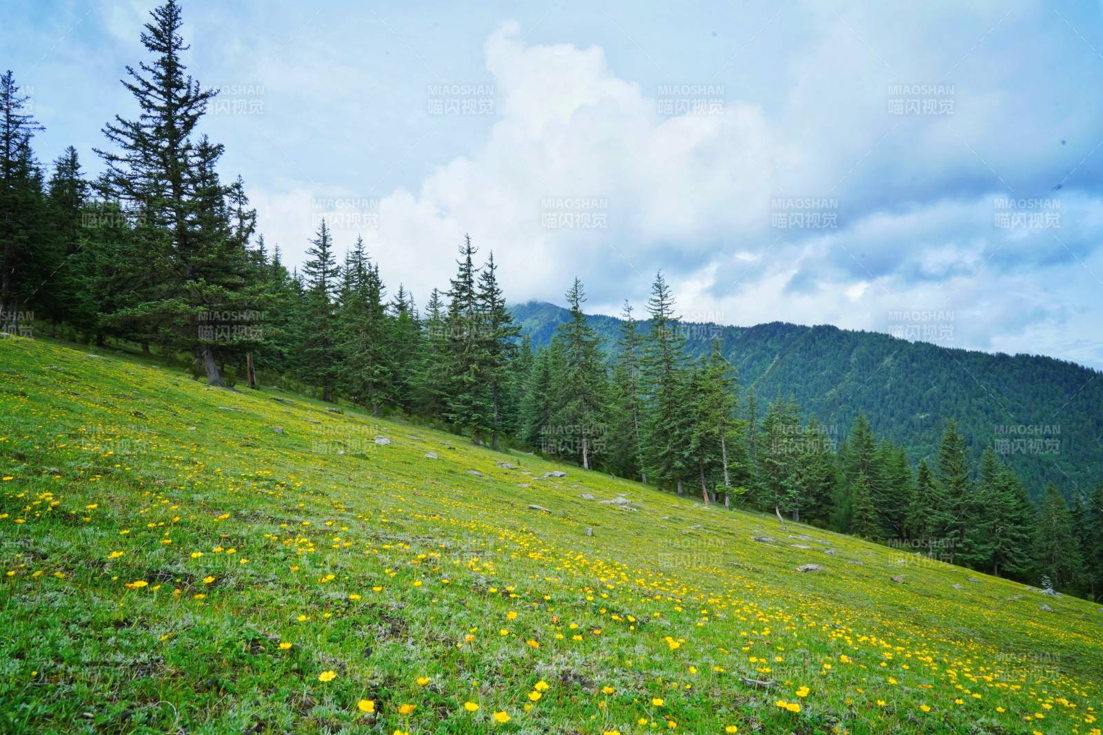 朝山坪的山野花海图片