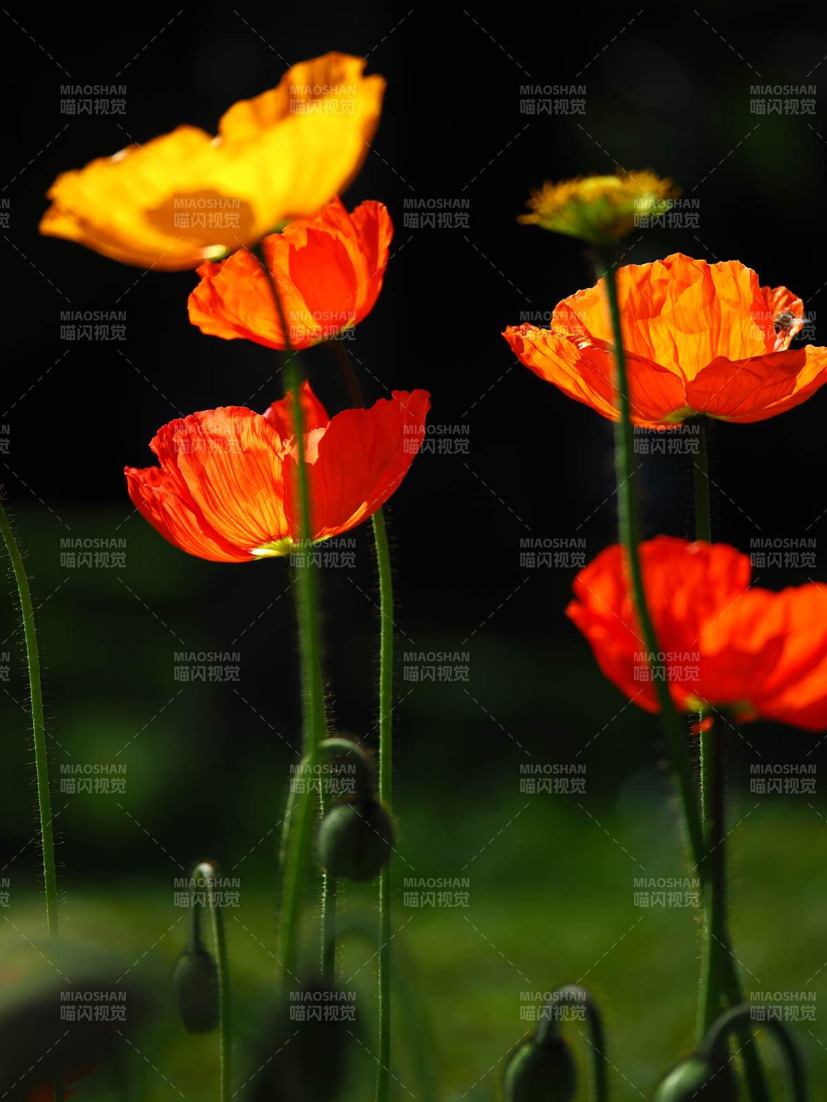 橙黄虞美人花绽放图片