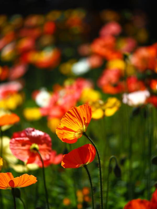 花海绚烂绽放图片