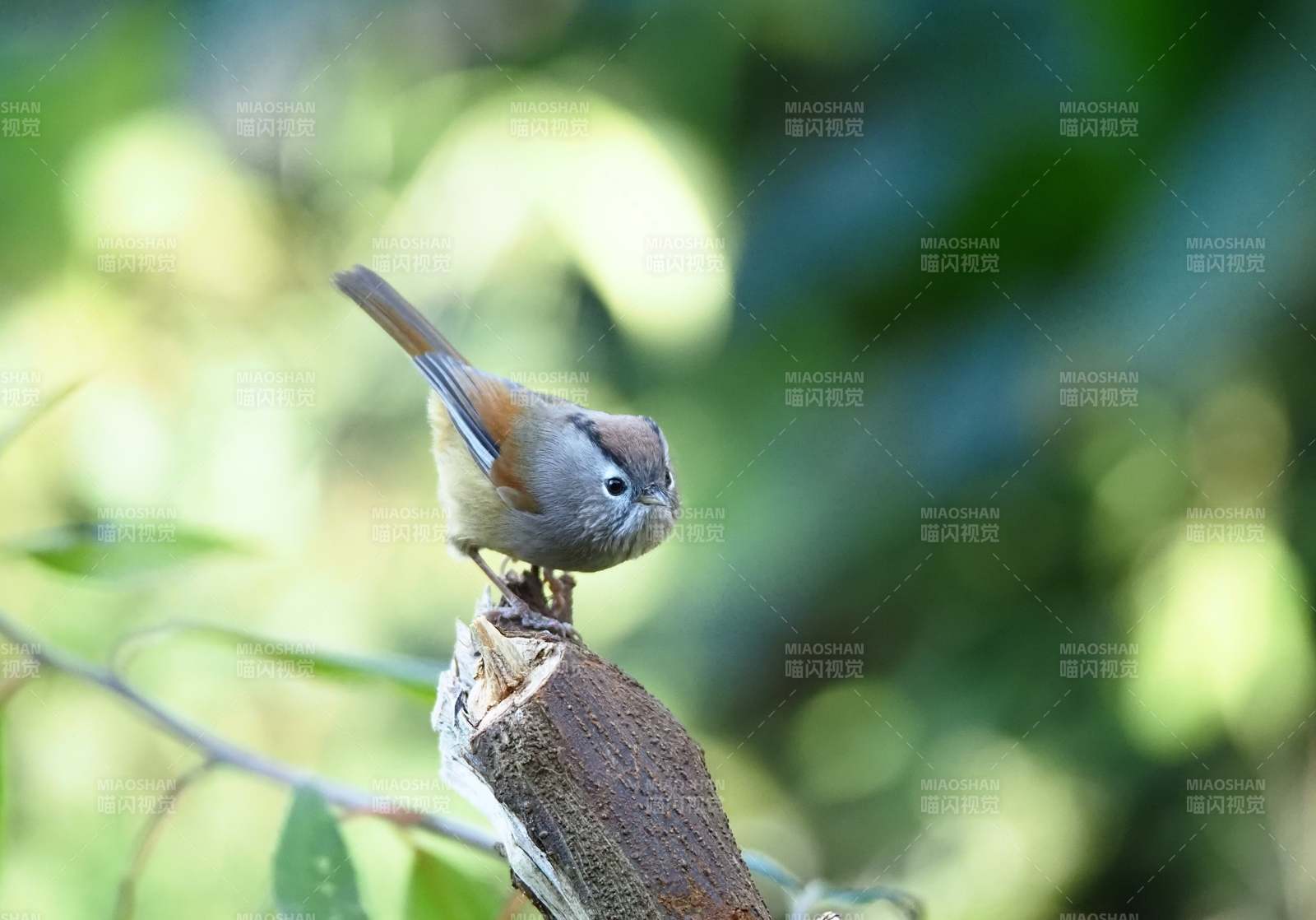 一只棕头雀鹛栖息在树干上图片